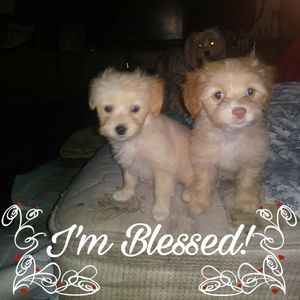 Meet your Posher, Joella